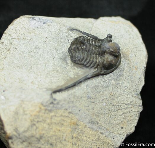 Long Spined Cyphaspis Eberhardiei Trilobite #1521